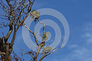 Austral Parakeets in Torres del Paine, Chile