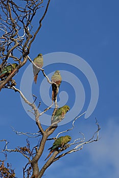 Austral Parakeets in Torres del Paine, Chile