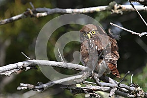 Austral Pygmy Owl