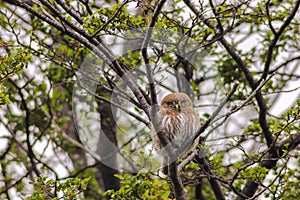 Austral pygmy owl Glaucidium nana