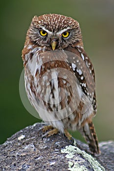 Austral pygmy owl, Patagonia, Argentina photo