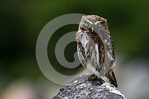 Austral pygmy owl, Patagonia, Argentina photo