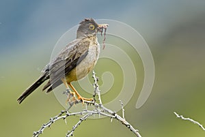Austral Thrush and Worm