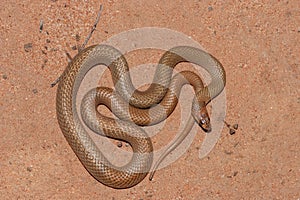 Ringed Brown Snake