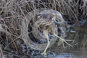 Australasian Bittern feeding in New Zealand