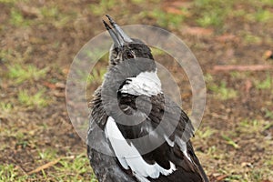 Australasian Corvid - the Magpie