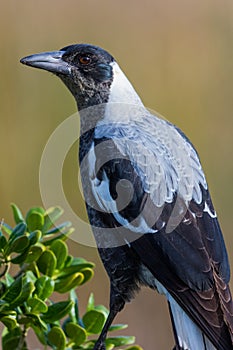 Australasian Corvid - the Magpie photo