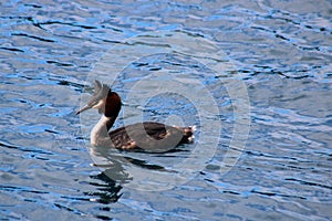 Australasian crested grebe, podiceps cristatus