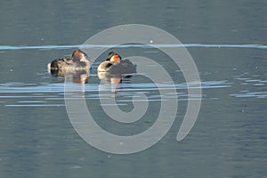 Australasian Crested Grebes