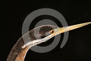 Australasian darter