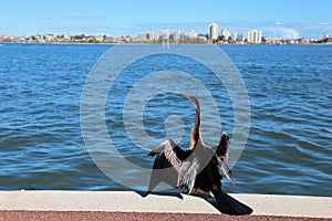 Australasian Darter