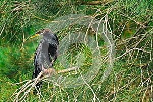 Australasian darter(Anhinga novaehollandiae) a large water bird with dark plumage and a long neck