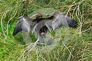 Australasian darter(Anhinga novaehollandiae) a large water bird with dark plumage and a long neck