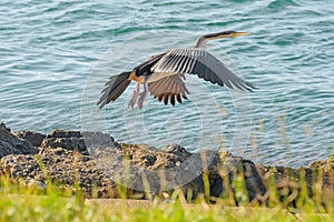 Australasian darter(Anhinga novaehollandiae) a large water bird with dark plumage and a long neck, an animal in flight