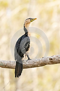 Australasian darter(Anhinga novaehollandiae) a large water bird with dark plumage and a long neck, the animal sits