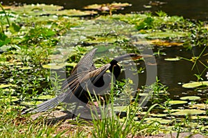 Australasian darter bird anhinga novaehollandiae