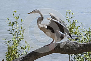 An Australasian Darter drying its wings