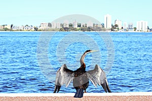 Australasian Darter drying its Wings, Swan River, Perth