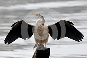 Australasian Darter drying wings