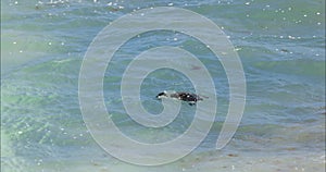 Australasian darter fishing at beach, Perth Western Australia. Tourism.