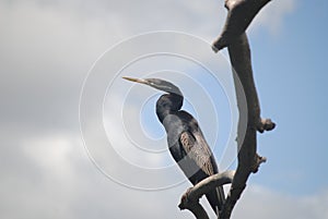 Australasian darter