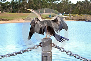 Australasian Darter Spreading Wings by the Lake