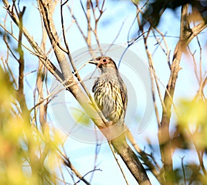 Australasian Figbird