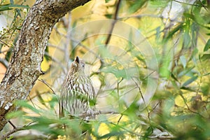 Australasian figbird (Sphecotheres vieillot) female medium sized bird, animal sitting on a tree branch in the park