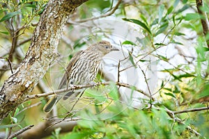 Australasian figbird (Sphecotheres vieillot) female medium sized bird, animal sitting on a tree branch in the park