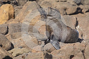 Australasian fur seal