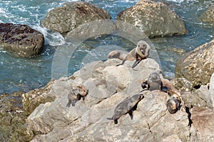 Australasian fur seal colony sunbathing on rocks in ocean
