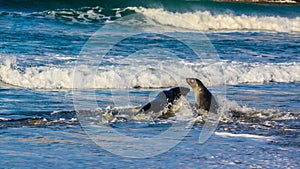 Australasian fur seal frolicking on the beach and in the ocean, Otago, New Zealand