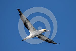 Australasian Gannet