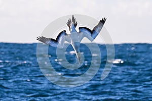 Australasian Gannet