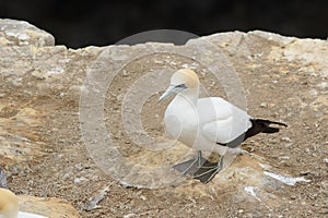 Australasian Gannet adult