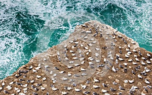 The Australasian Gannet Collony