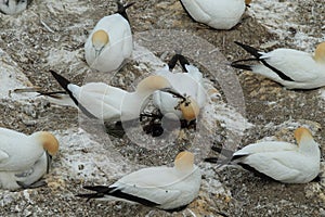 Australasian gannet (Morus serrator) Colony at Muriwai Beach Auckland