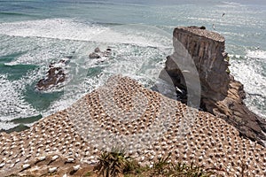 The Australasian Gannet Colony in New Zealand