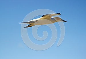 Australasian Gannet in Flight