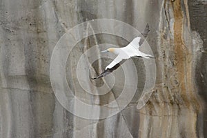 Australasian gannet in flight