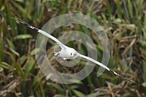 Australasian gannet in flight