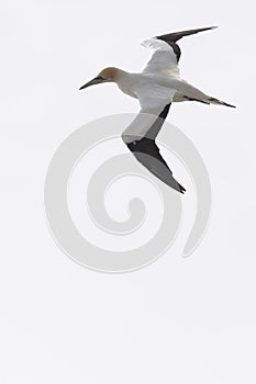 Australasian gannet in flight against white sky, ready to dive for fish