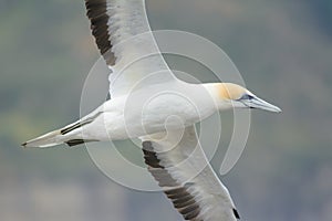 Australasian gannet flight closeup