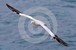 Australasian gannet in flight, New Zealand