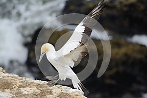 Australasian Gannet landing