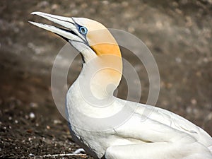 Australasian gannet Morus serrator, Murawai Beach, Auckland, N