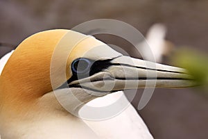 Australasian gannet, Morus serrator nest colony, Muriwai Beach, New Zealand