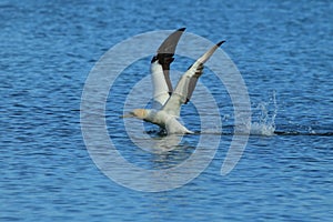 Australasian gannet (Morus serrator) New Zealand