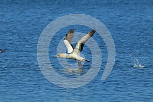 Australasian gannet (Morus serrator) New Zealand