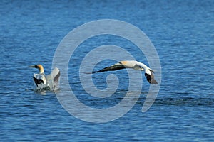 Australasian gannet (Morus serrator) New Zealand